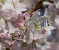 Prunus 'Pandora' - Sierkers 'Pandora' - 2