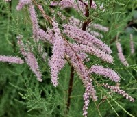 Tamarix ramosissima 'Pink Cascade' - Tamarisk - 1