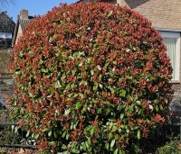 Photinia fraseri 'Red Robin'  - Glansmispel - 1