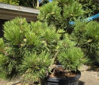 Pinus nigra 'Nana' - Oostenrijkse dwergden - 5
