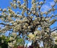Malus Toringo 'Tina - Dwerg sierappeltje - 3