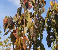 Prunus serrulata 'Amanogawa' - Japanse Sierkers - herfst