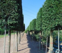 Cupressocyparis Leylandii