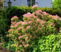 Kalmia Latifolia