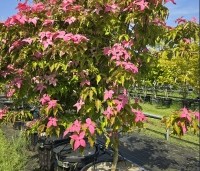 Cornus kousa 'Scarlet Fire' - Japanse kornoelje - 4