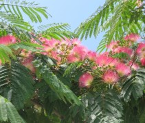 Albizia julibrissin in volle bloei met een tropisch effect
