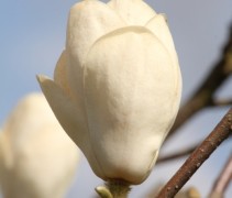 Bloem Magnolia soulangeana 'Lennei Alba'