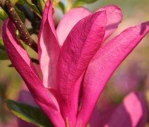 detail blioem Magnolia 'Susan'