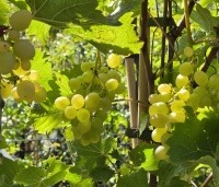 Vitis vinifera 'Riesling' - Druif 'Riesling' - 1