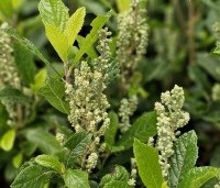 Clethra alnifolia 'Anne Bidwell' - Schijnsels 'Anne Bidwell' - 1