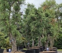 Quercus suber - Kurkeik - 1