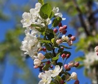 Malus 'Evereste' - Sierappel - 2