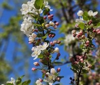 Malus 'Evereste' - Sierappel - 1