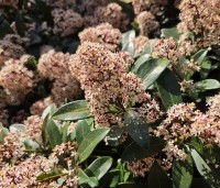 Skimmia japonica 'Rubella' - Skimmia - BLOEI en GEUR  in maart.