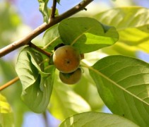 Diospyros Kaki