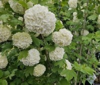 Viburnum opulus 'Roseum' - Gelderse roos 'Roseum' - 1