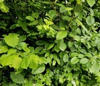 Gemengde hagen - Gemengde hagen - Corylus, Prunus Padus, Crataegus,
