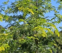 Gleditsia triacanthos 'Sunburst' - Valse christusdoorn - 8