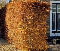 Fagus sylvatica - Groene beuk - herfstkleuren