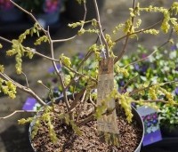Corylopsis spicata - Schijnhazelaar spicata - 1