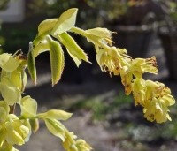 Corylopsis spicata - Schijnhazelaar spicata - 2