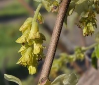 Corylopsis spicata - Schijnhazelaar spicata - bloeit vanaf half maart