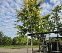 Metasequoia glyptostroboides 'Gold Rush' - Chinese Moerascipres 'Gold Rush' - 3