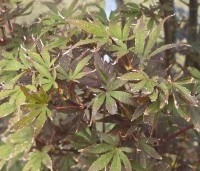 Acer palmatum 'Skeeter's Broom' - Japanse Esdoorn 'Skeeter's Broom' - 1