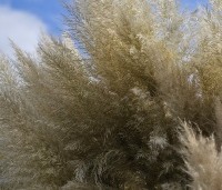 Cortaderia selloana - Pampasgras - 3