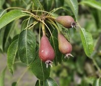 Pyrus com. 'Bonne Louise d'Avranches - Pyrus com. 'Bonne Louise d'Avranches - 1