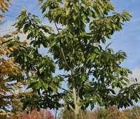 Castanea sativa 'Lyon' - Castanea sativa 'Lyon' - 2