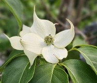cornus kousa var chinensis - cornus kousa var chinensis - 5
