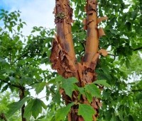 Acer griseum - Papieresdoorn - 3
