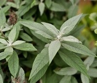 Buddleja davidii 'Butterfly Candy Little Ruby' - dwergvlinderstruik rood - 1