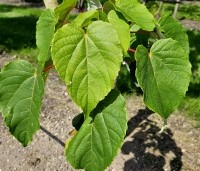 Idesia polycarpa - Oranjekers - 1