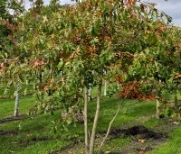 Quercus palustris - Moeraseik - oktober blad