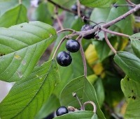 Frangula alnus - Vuilboom - 1