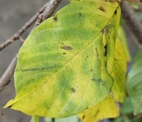 Frangula alnus - Vuilboom - 2