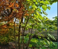 paulownia tomentosa - paulownia tomentosa - 1