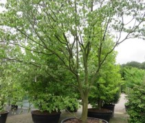 Cornus Florida Rubra
