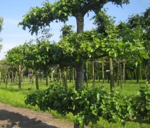 Malus domestica 'Gravensteiner' leivorm