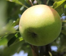 Malus domestica 'Rode Dijkmanszoet'