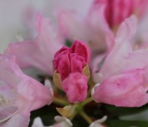 Rododendron 'Dreamland' wit roze bloem