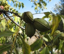 Carya illinoinensis, Pecannoot