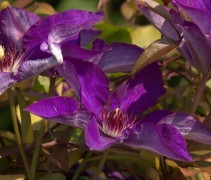 Clematis 'The President' is een rijkbloeiende klimplant