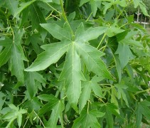 Liquidambar styraciflua 'Worplesdon' blad