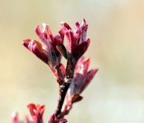 Malus toringo 'Freja'