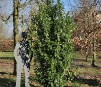 Prunus laurocerasus 'Genolia' - Laurierkers 'Genolia' - 2