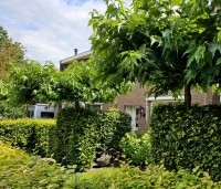 Morus alba 'Macrophylla' - Witte moerbei - 1