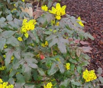 Mahonia